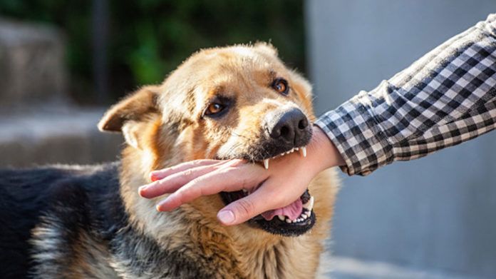 Riverside Dog Bite Attorney