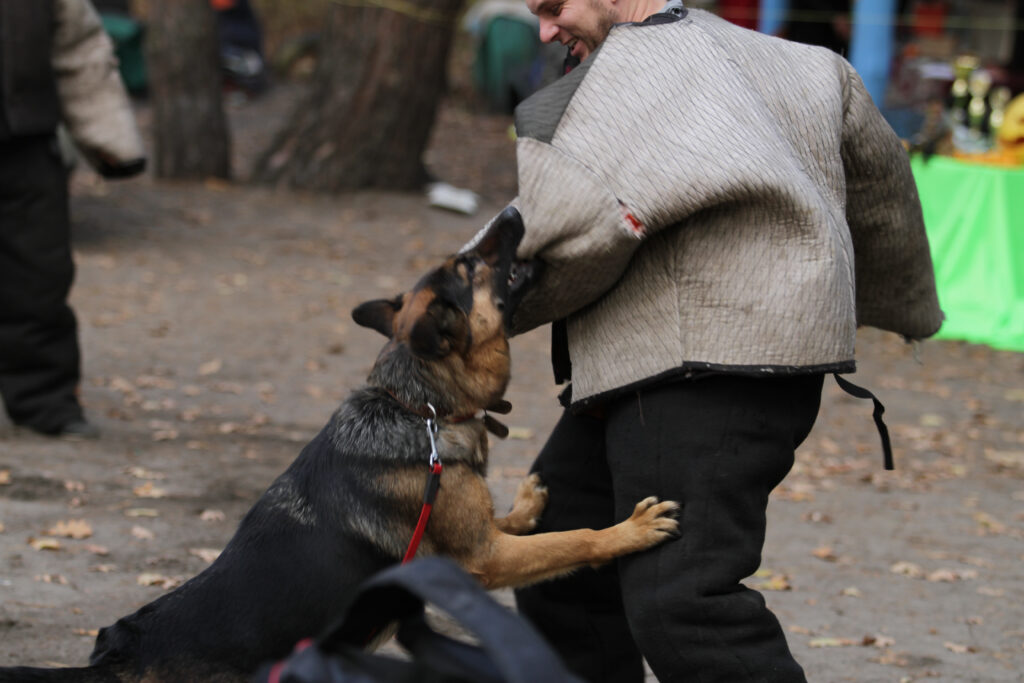 Orange County Dog Bites Attorneys