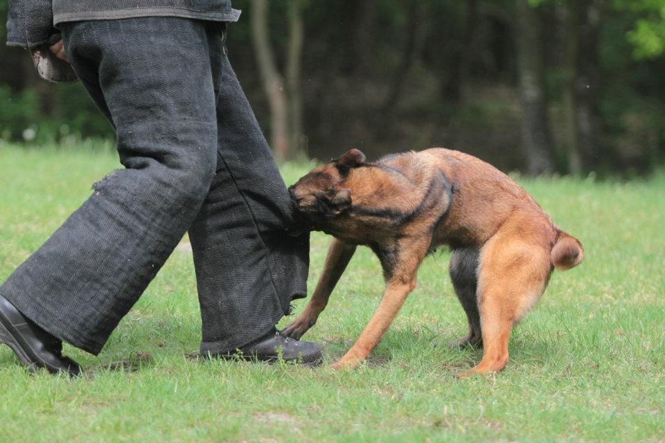 Anaheim Dog Bite Attorney